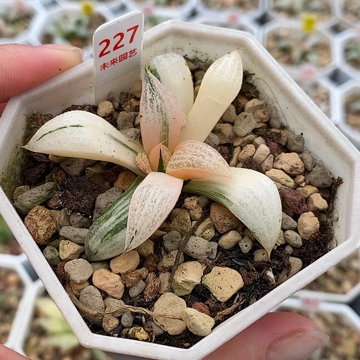 227青蟹寿锦一物一拍