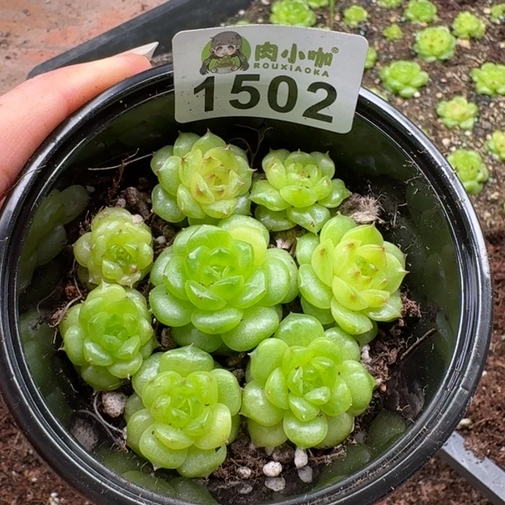 多肉植物多肉植物