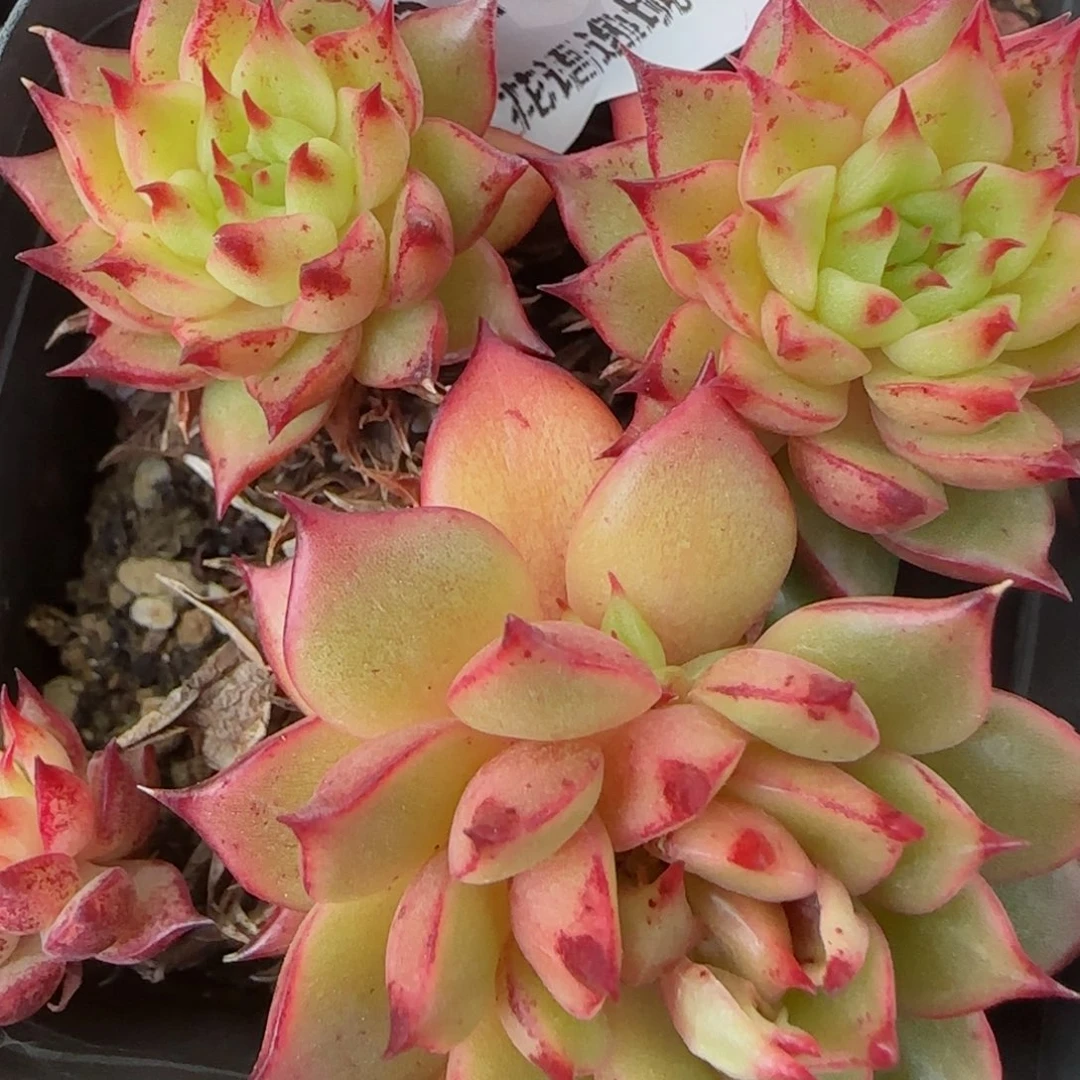 花语逸镜0131-216