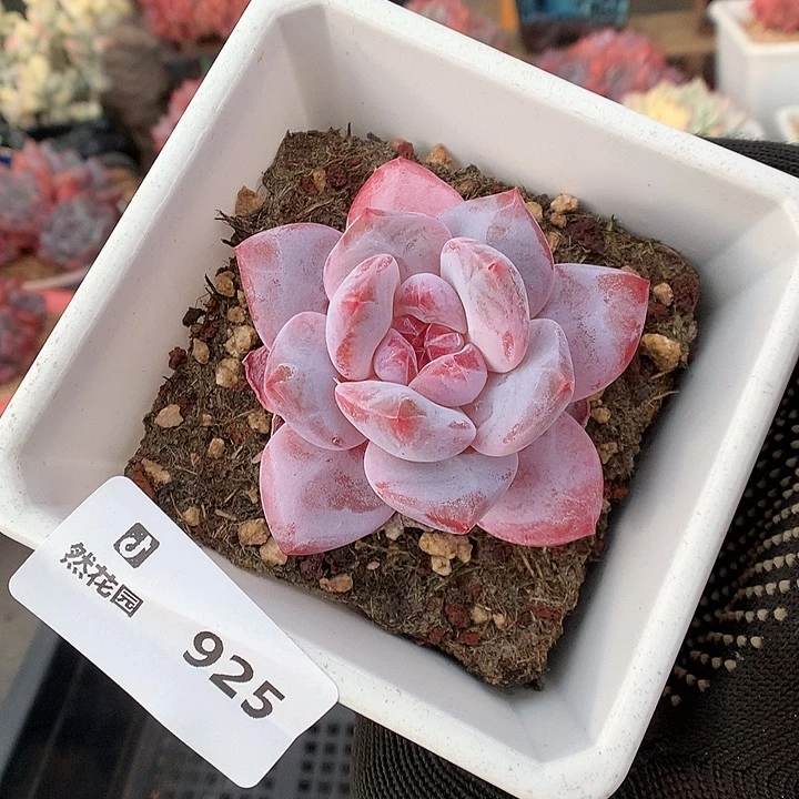 925白星多肉植物6666