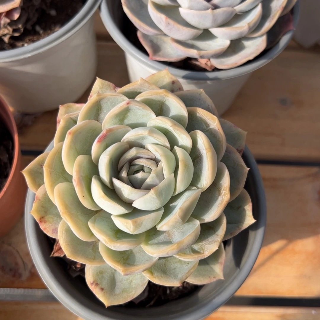 多肉植物单头蓝色惊喜