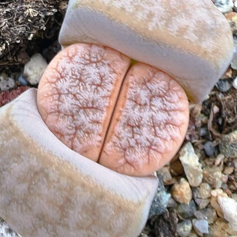 【闪购商品】24525