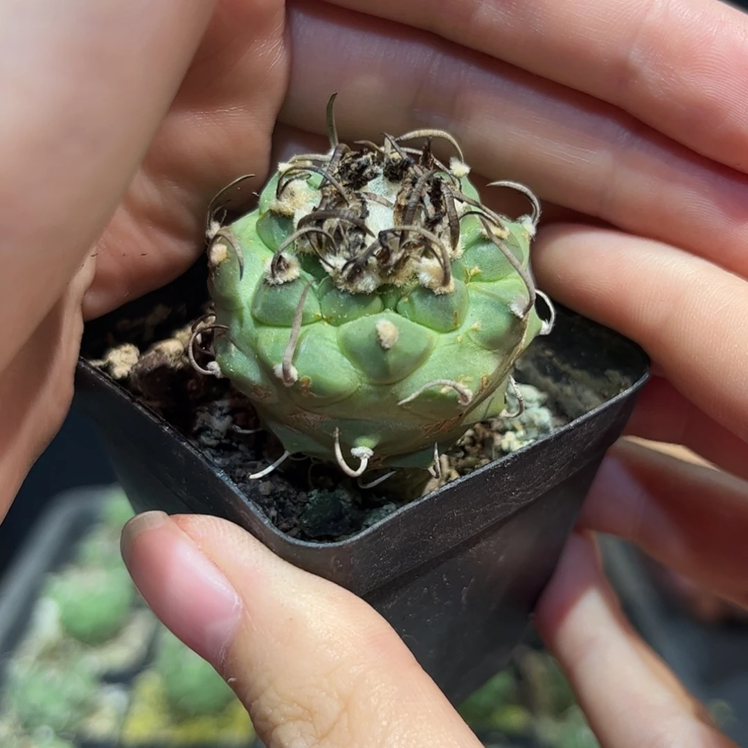 3cm实生升云龙娇丽萝卜根