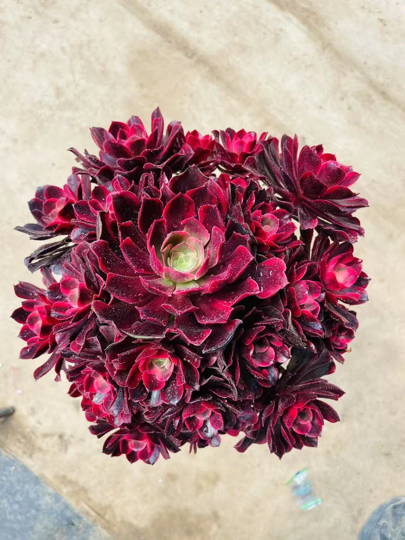 PP【美杜莎】多肉法师