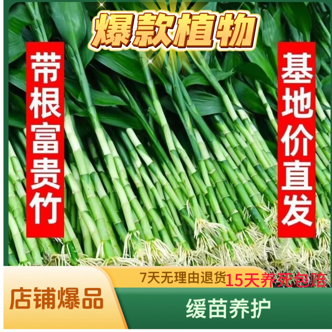 [平台热卖爆款]带根富贵竹文昌竹水培花卉室内水养绿植盆栽发财竹