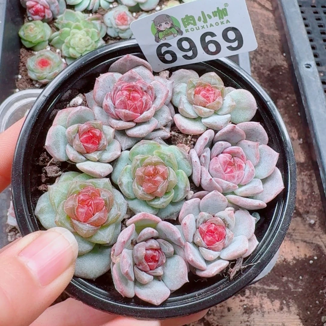 多肉植物多肉植物