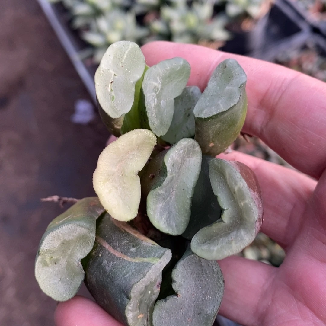 2614 一颗大久保蓝镜玉扇 铭品 元旦福利