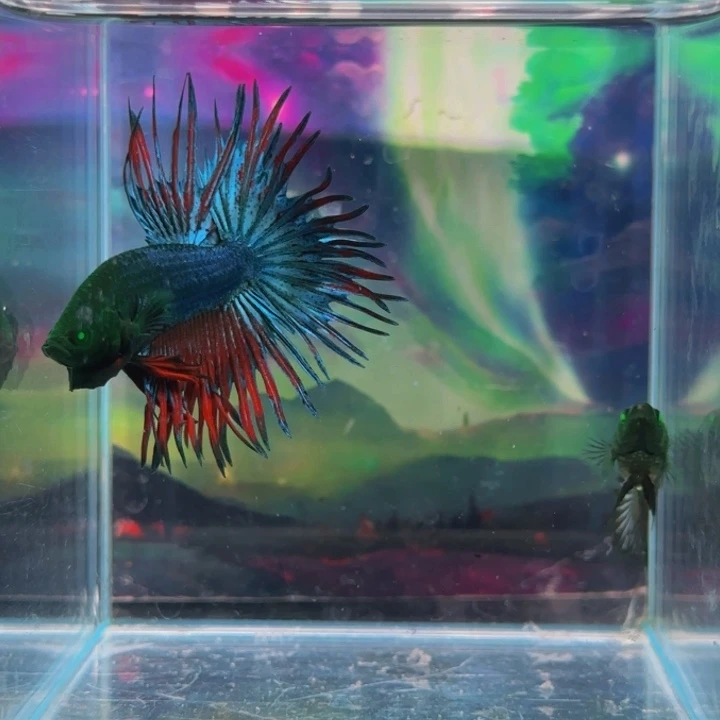 紫印母鱼哈哈我们要在我们身边