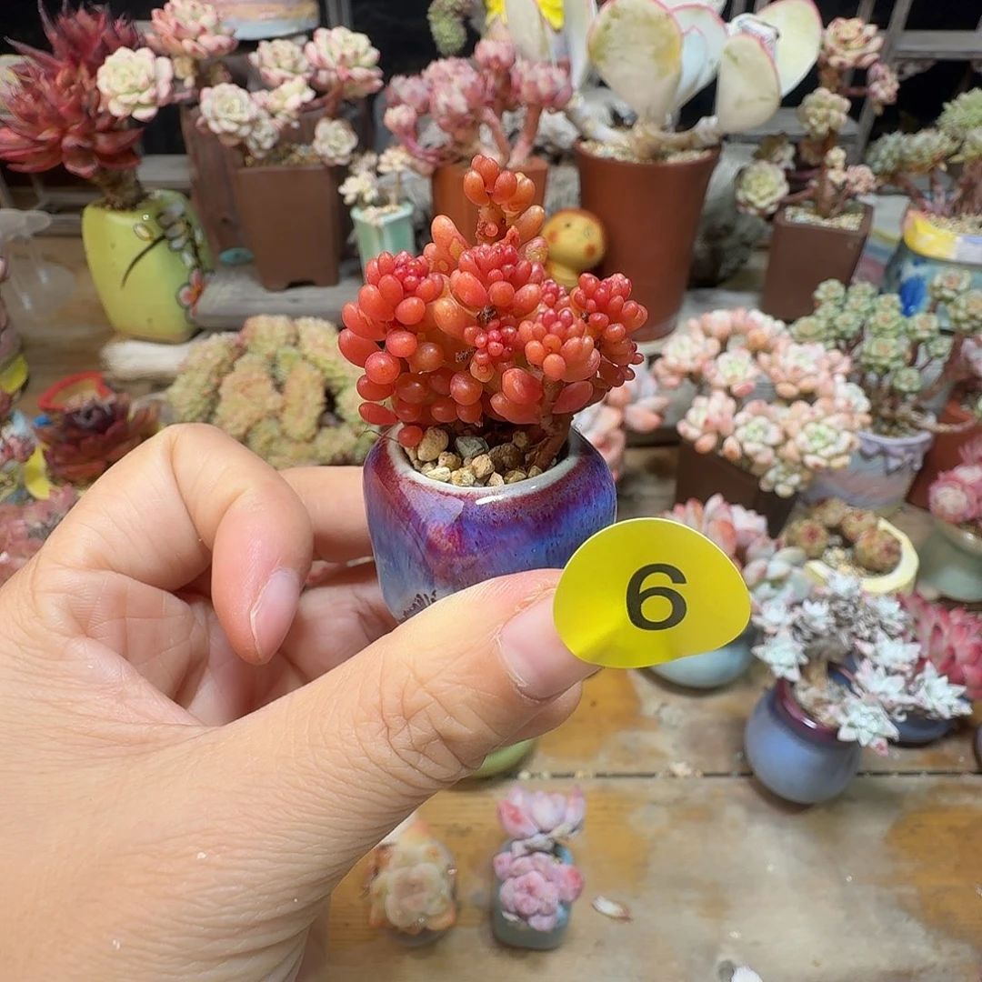 6 一物一拍含盆土