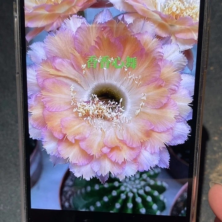 香香心舞侧芽3公分左右