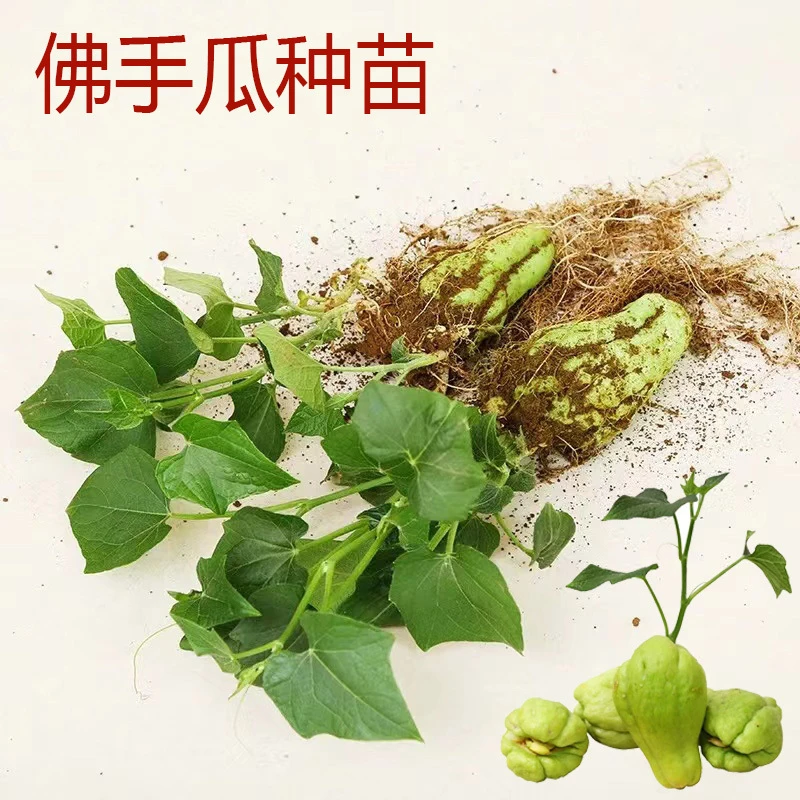 佛手瓜手瓜种瓜苗种子春夏种植蔬菜种子高产量扶手发芽龙须菜种苗