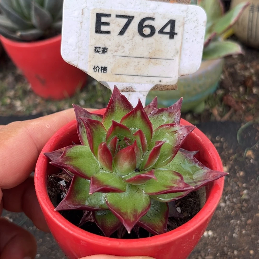 惊鸿仙子多肉植物764