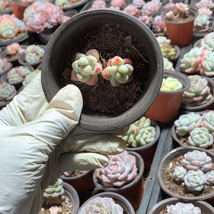 冰玉拍10发11多肉