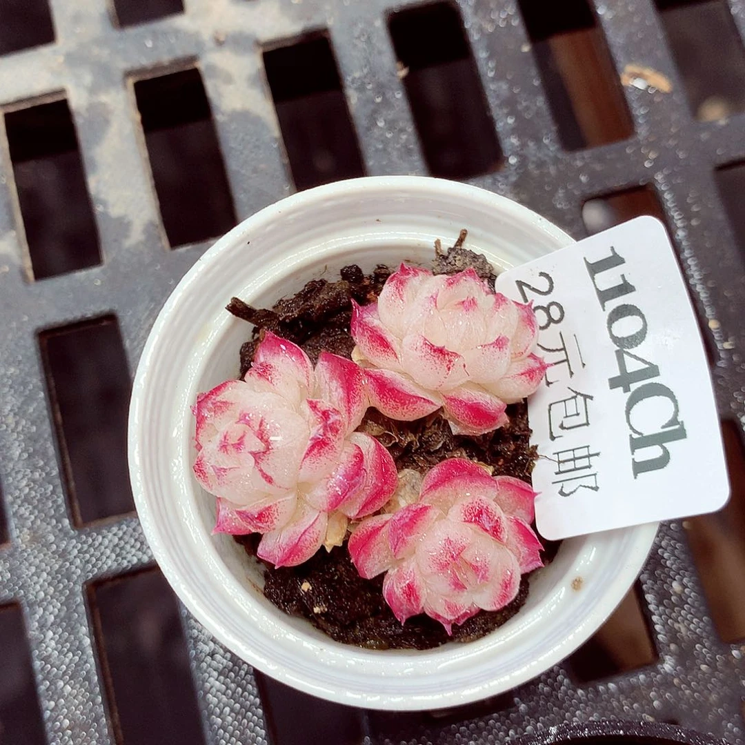 5厘米盆精控多肉1104