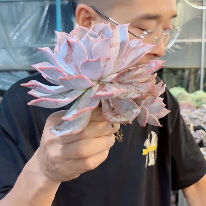 露西娜单头带崽多肉