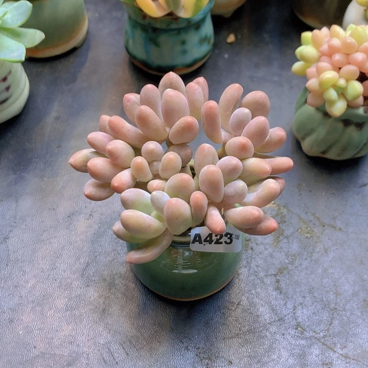 ?一物一拍含盆土满38包邮A423