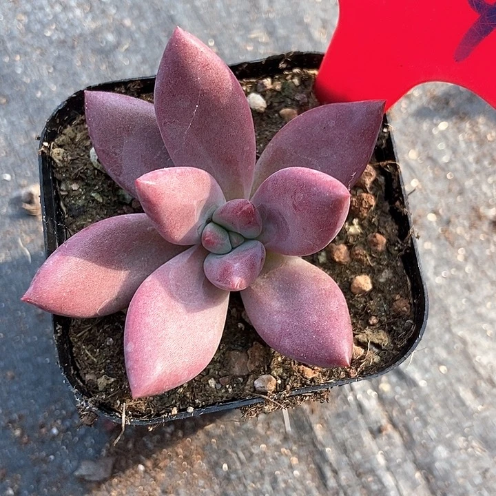 多肉植物赫菲844