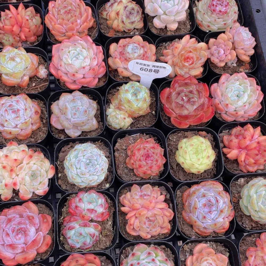 608号新年美肉大礼包九个加赠一个