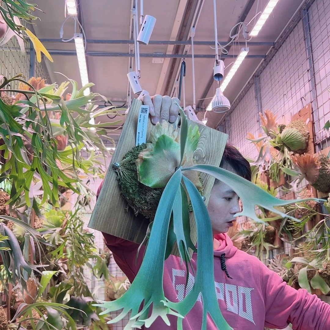 无花朵蓝精灵爪哇a26