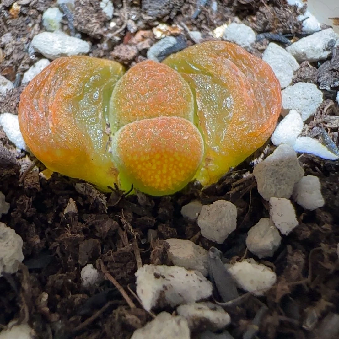 肉锥多肉植物百科-Eh980蛋糕980