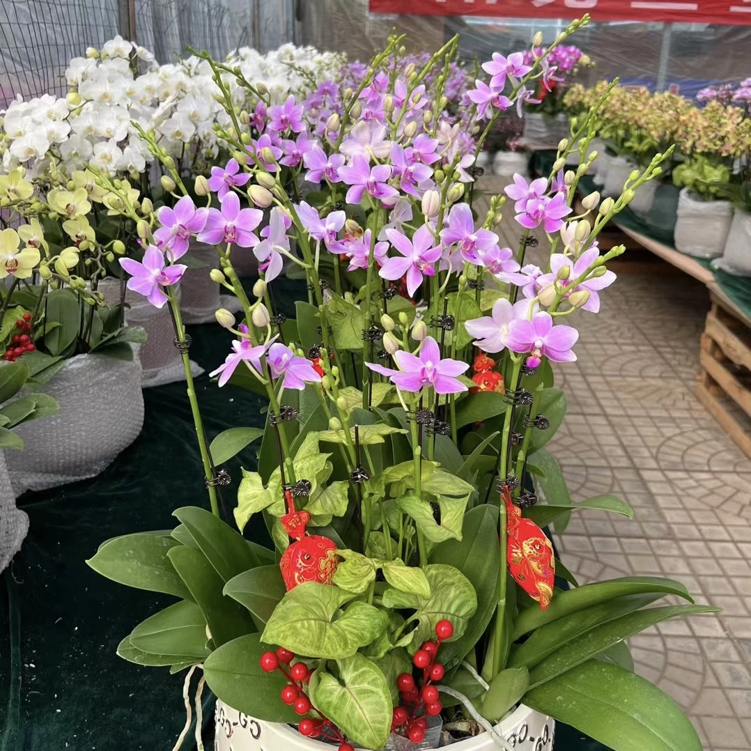 植趣【紫水仙】浅紫小清新3.0加高开花株 掉花不售后叶片微瑕