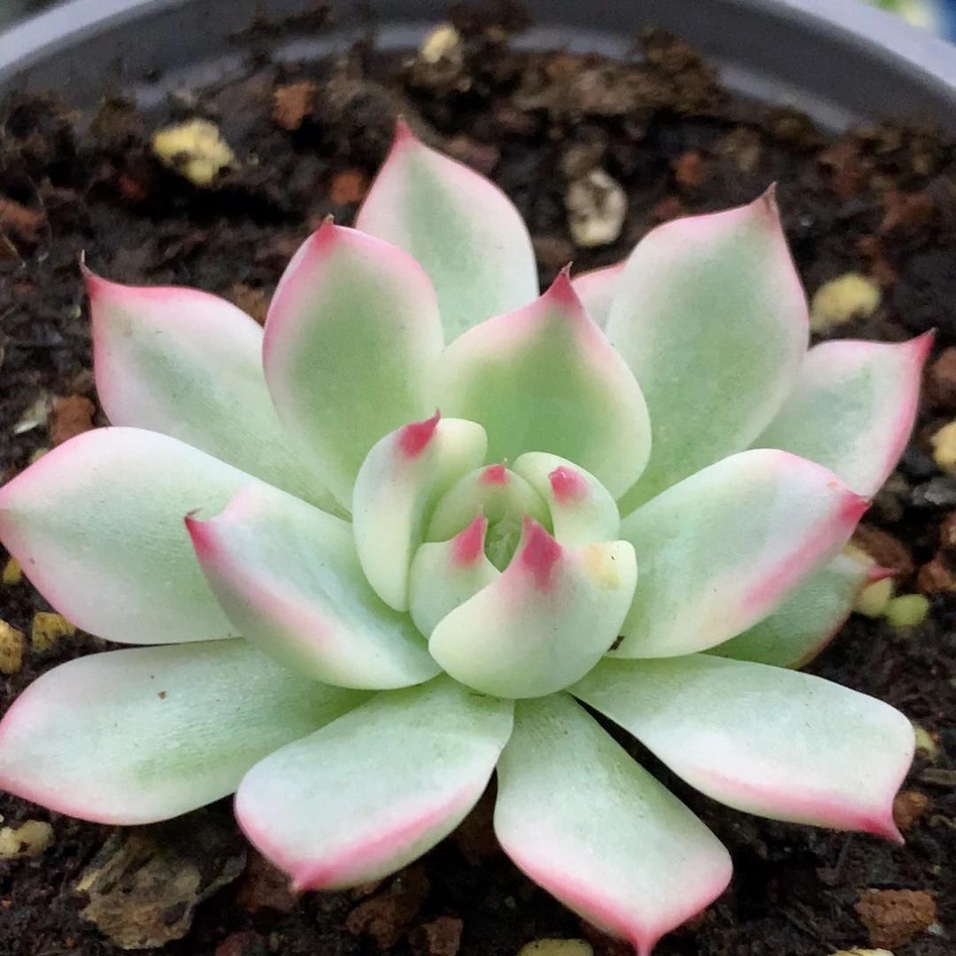 娃娃锦姐姐姐姐姐姐了