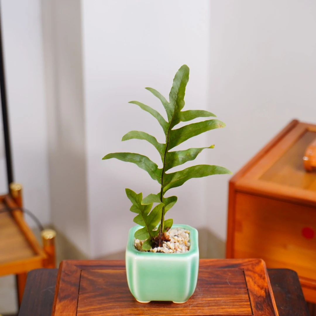 王冠蕨室内茶室独特好养办公室桌面蕨类绿植盆栽