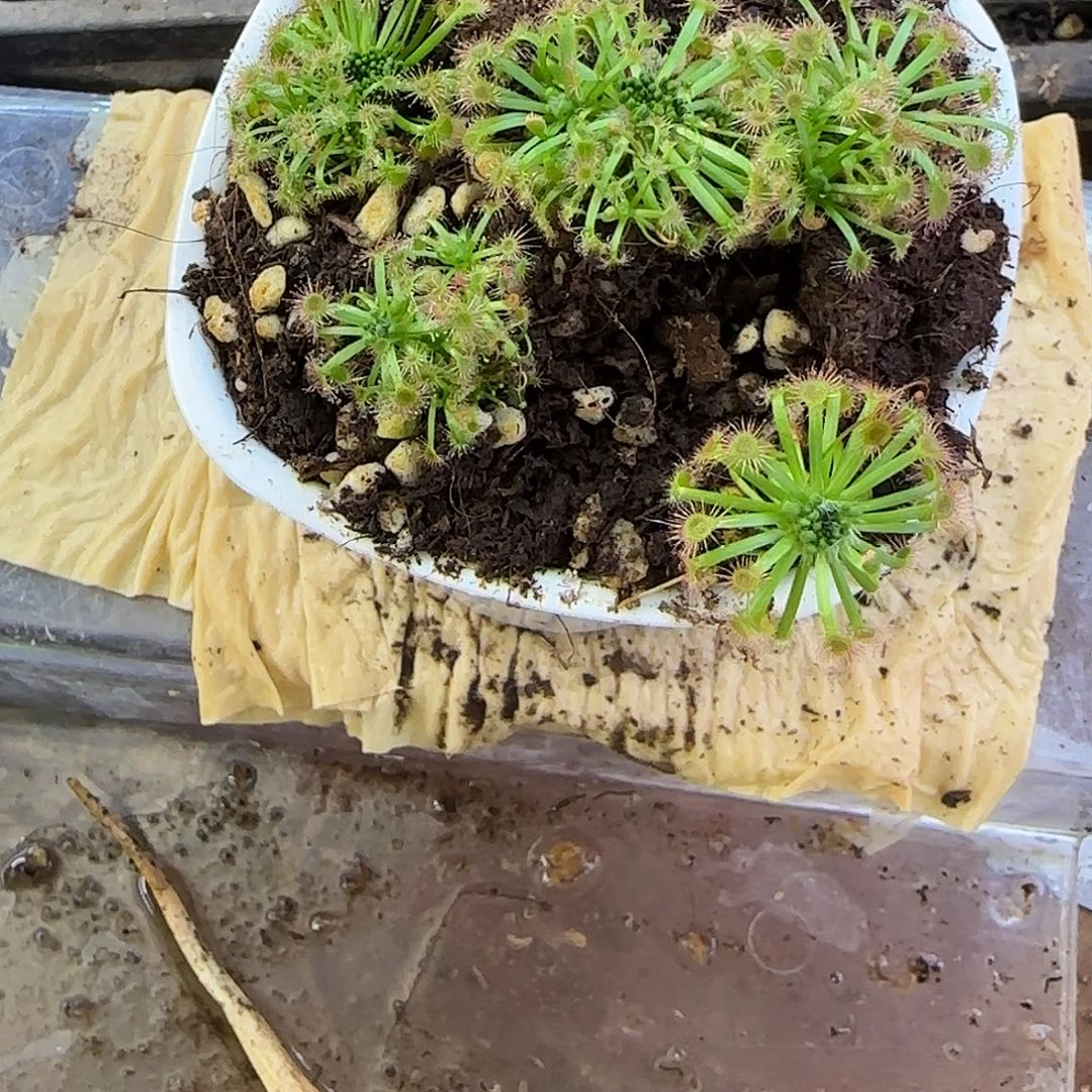 苦***僧全部花朵芳香迷你茅