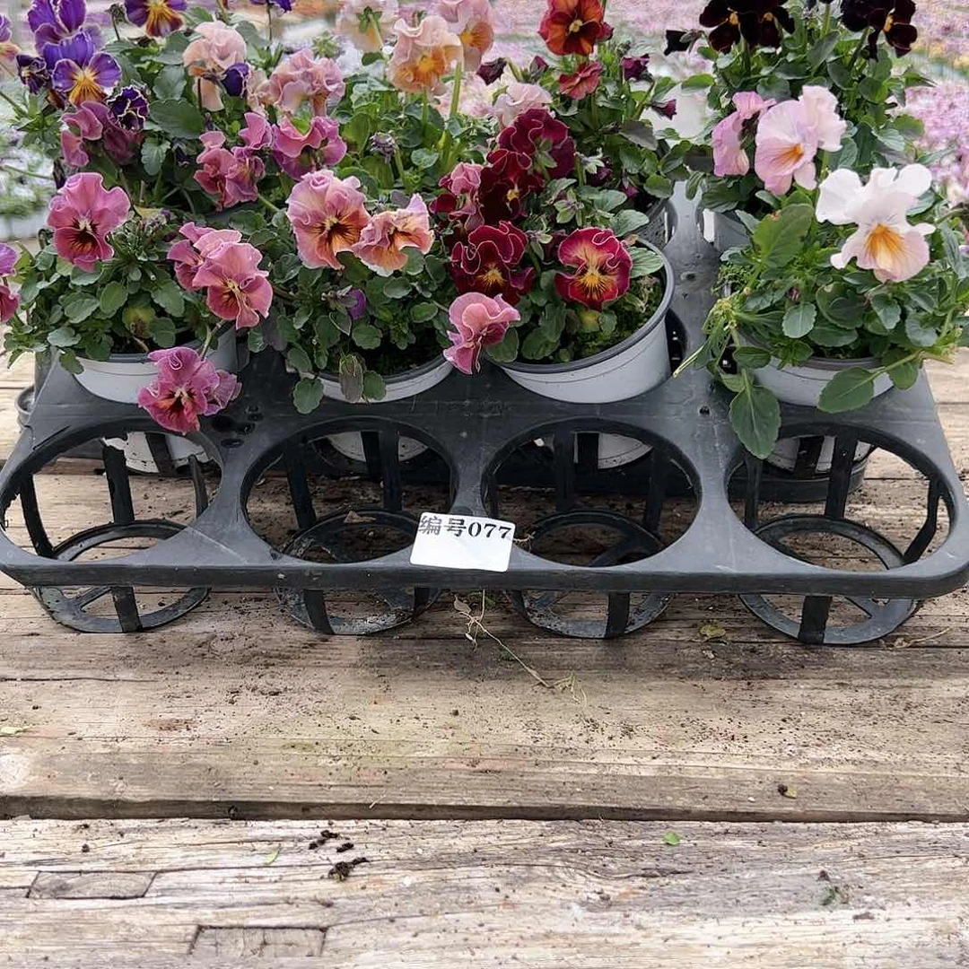 【闪购商品】077号