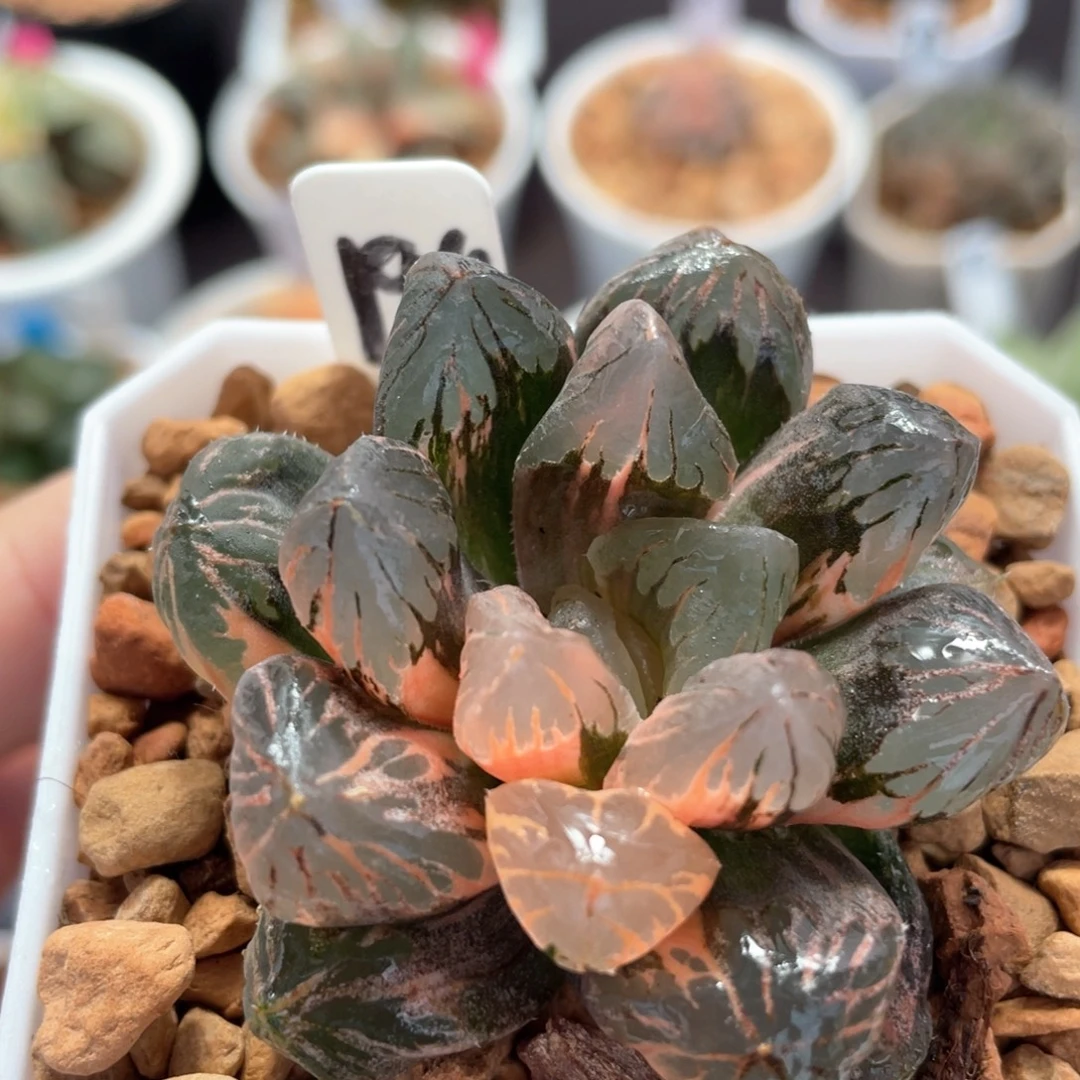 194黑葡萄锦。