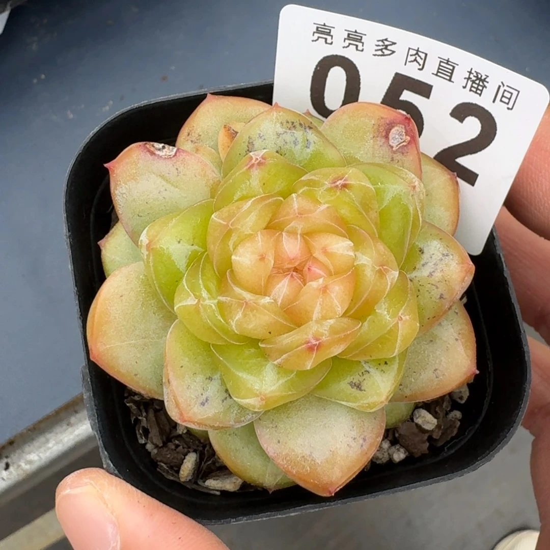 绝***鹿星辰珍妮            精美多肉植物