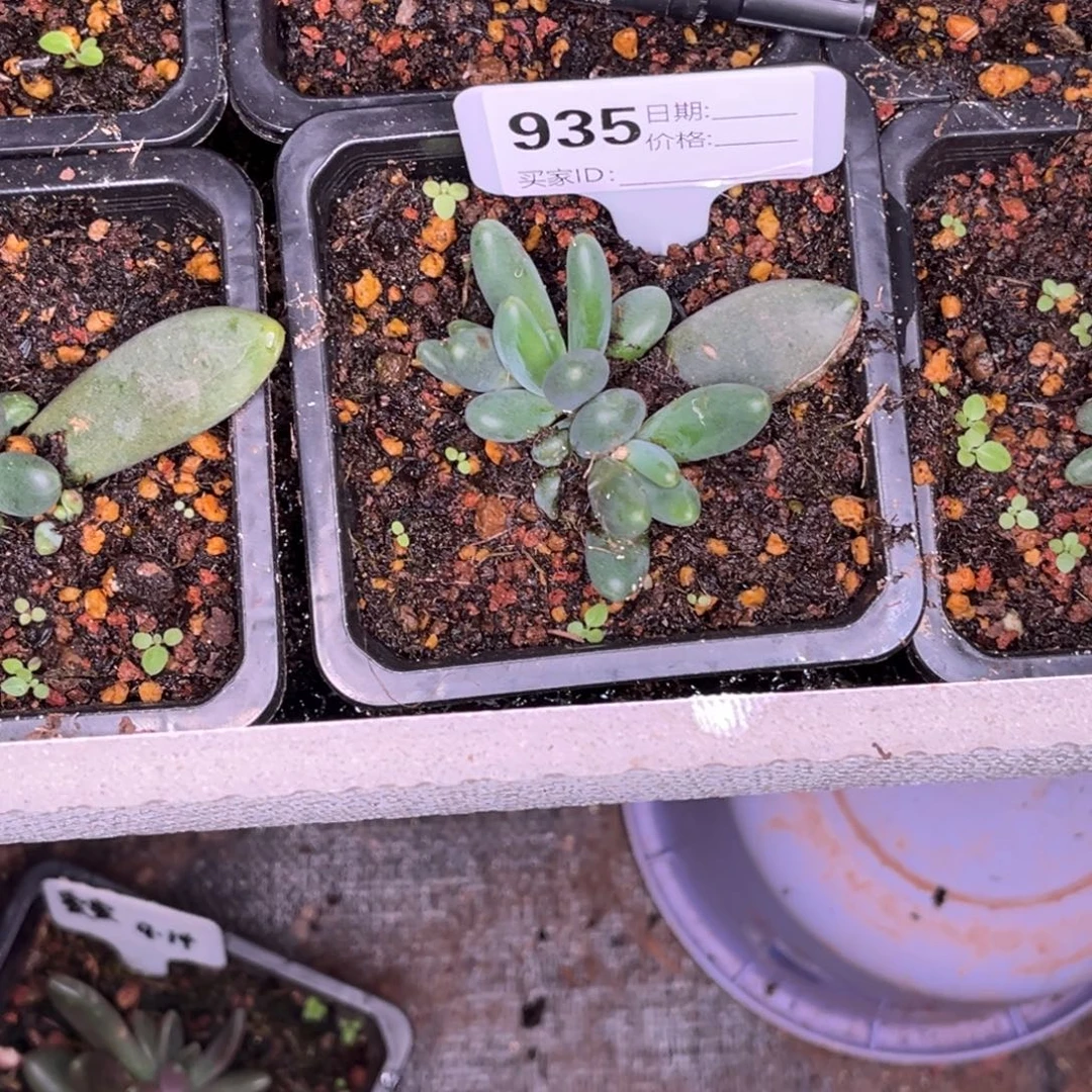 大***喷薯条多肉植物935号