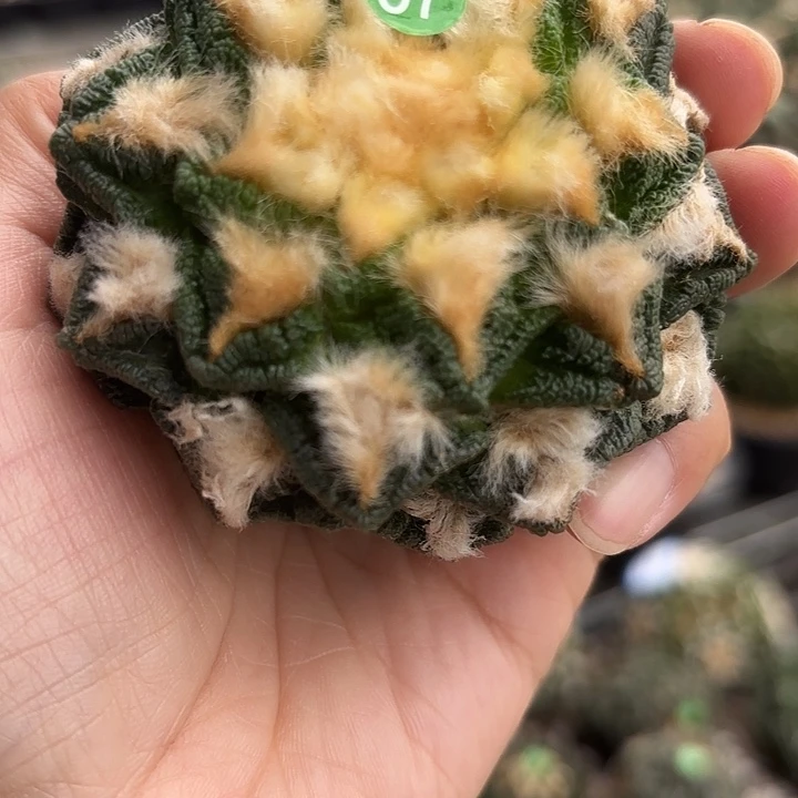 袖蒲苗接落地仙人球57