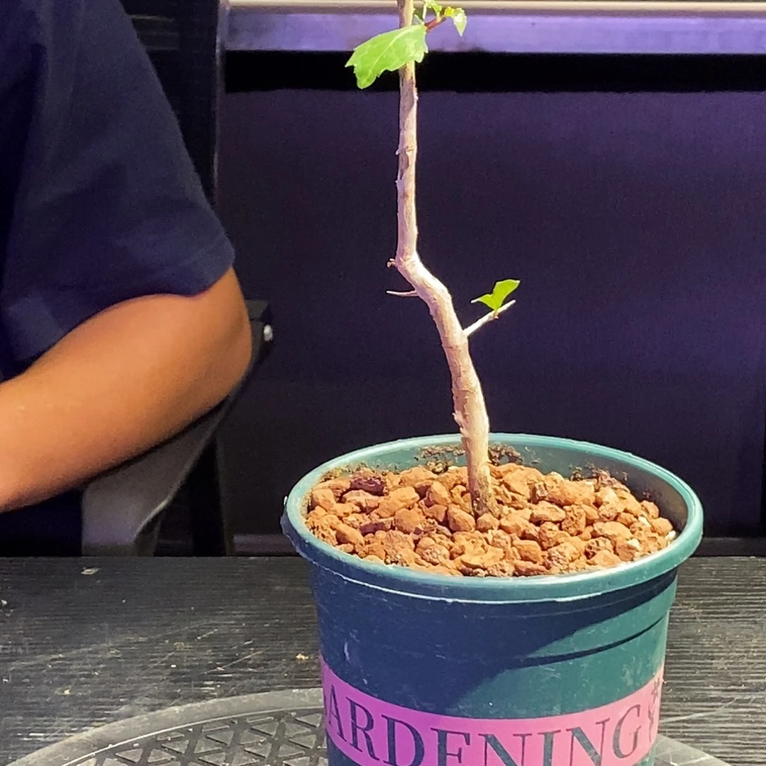 怀特一个实生带盆