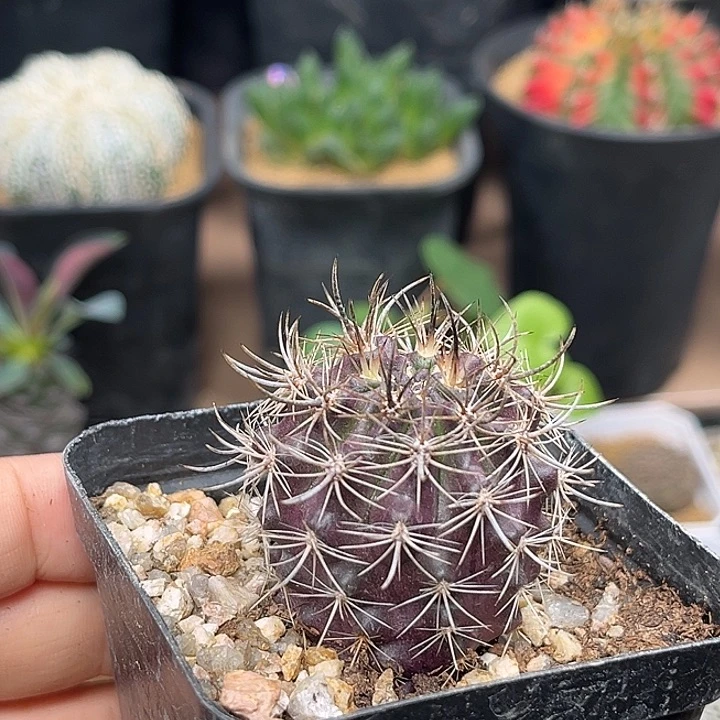 输入种紫肌黑刺智利球