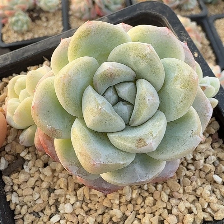 0121-16 老桩冰玉