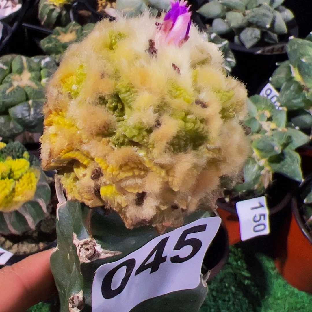 无花朵福利长毛龟甲牡丹锦045