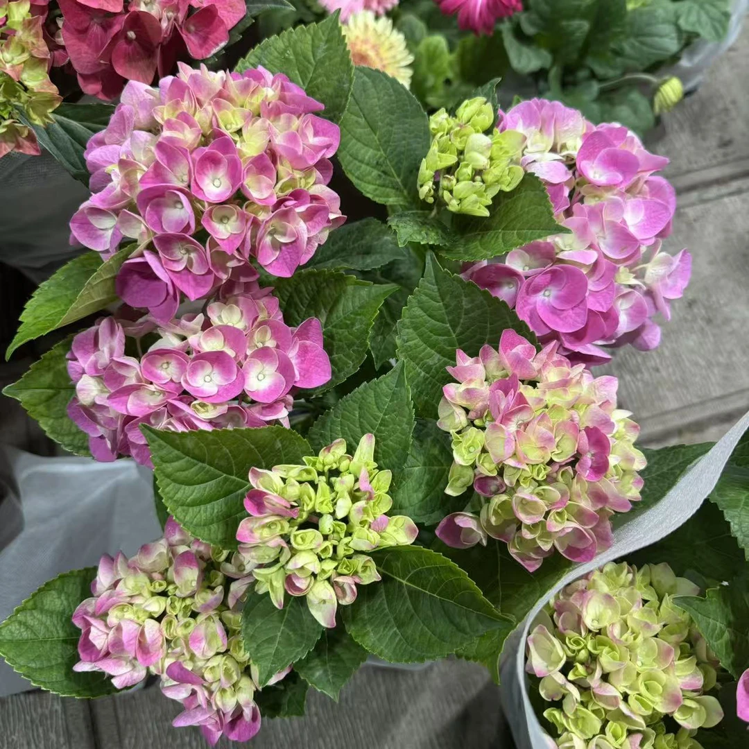 粉色史欧尼绣球到手一盆