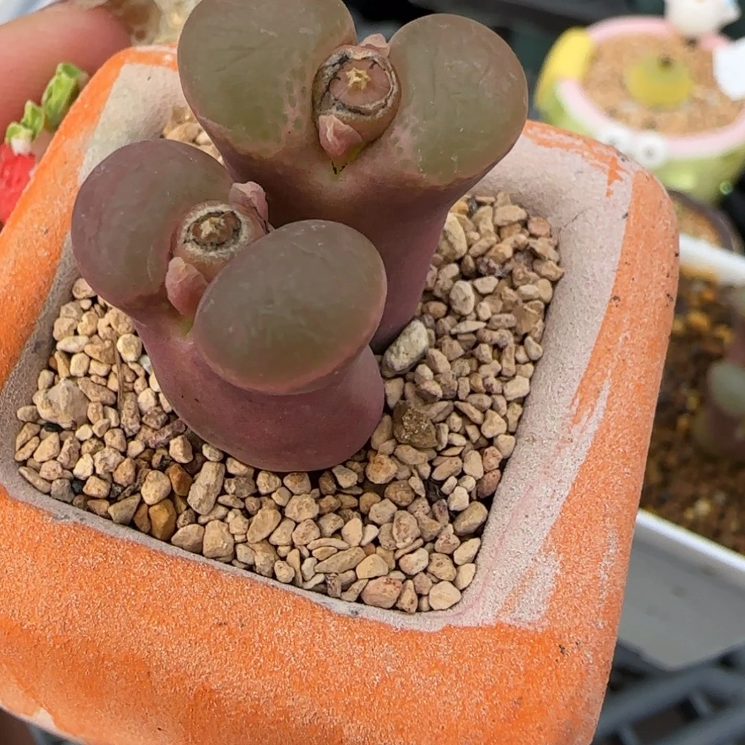 r***k多肉植物外播风铃57号