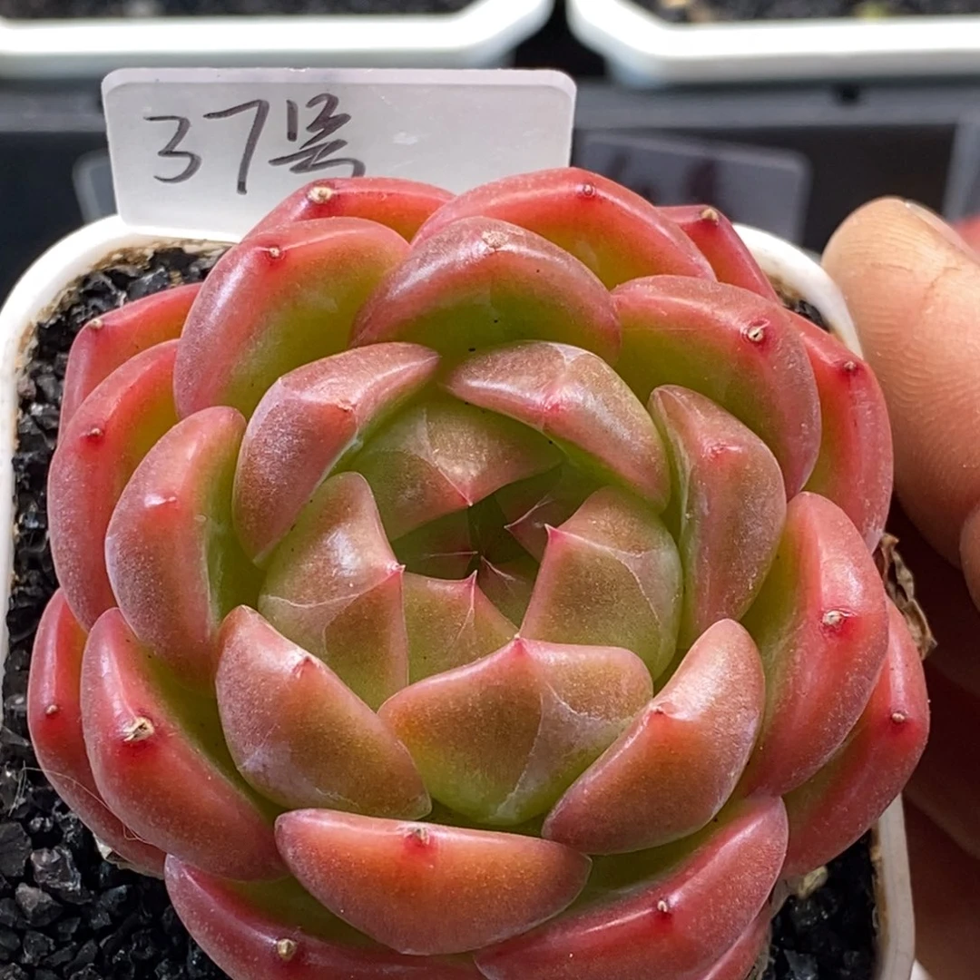 天官赐福百无禁忌