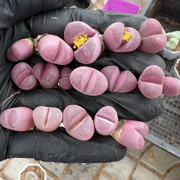 生石花11111。     295