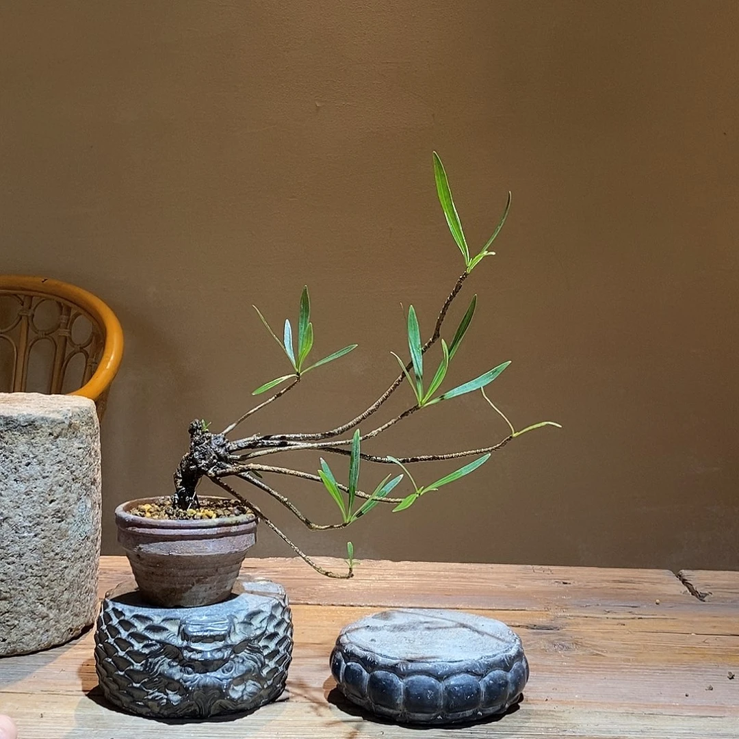 无花朵玉*珑栀子花
