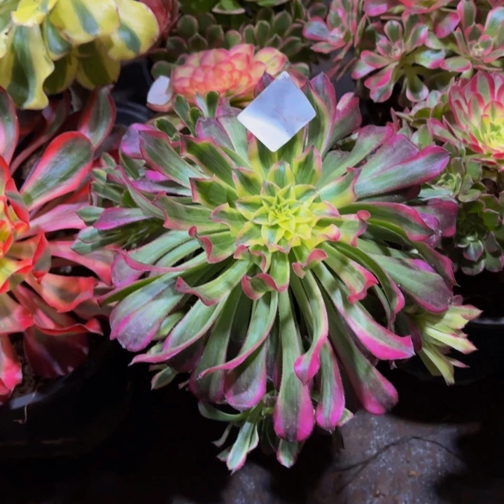 云南天合好看1号拍拍拍