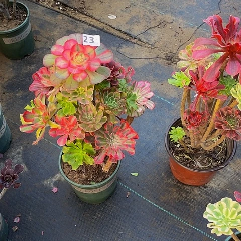 法师嫁接的时候就会有23