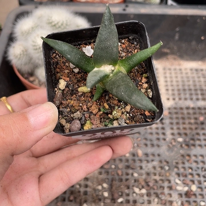 905岩牡丹仙人球植物