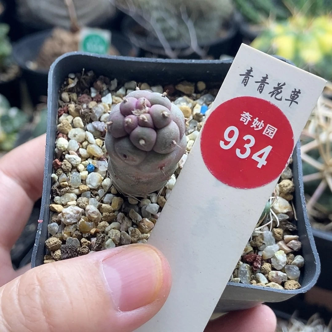 实生习志野1.8cm一棵仙人球