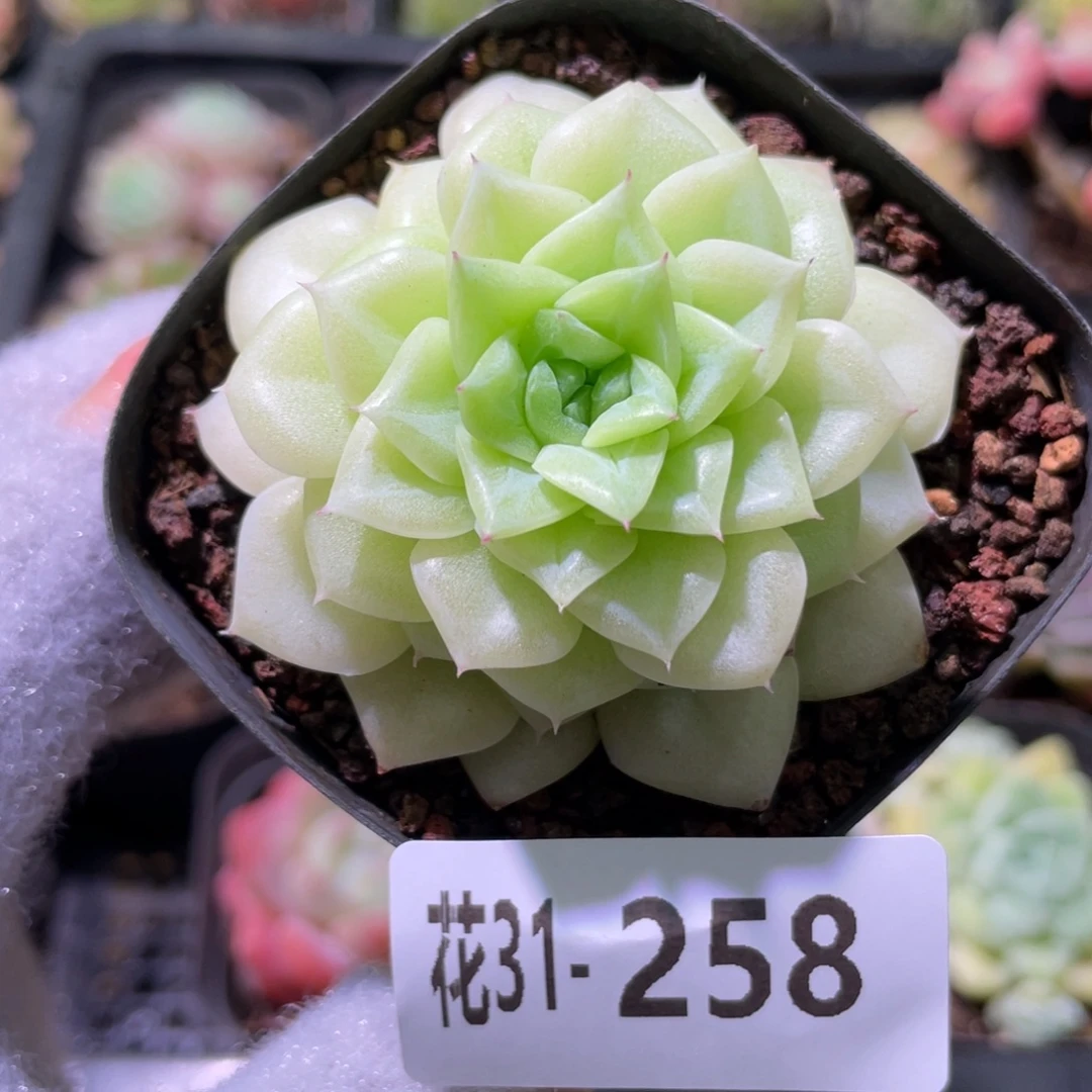 花利美31-258白天鹅