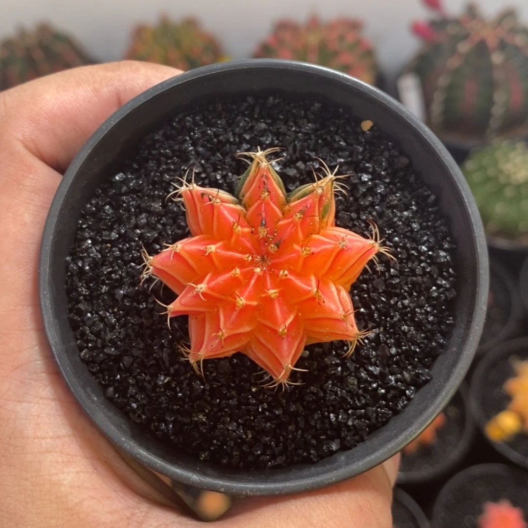精品米哈—脱土发货4