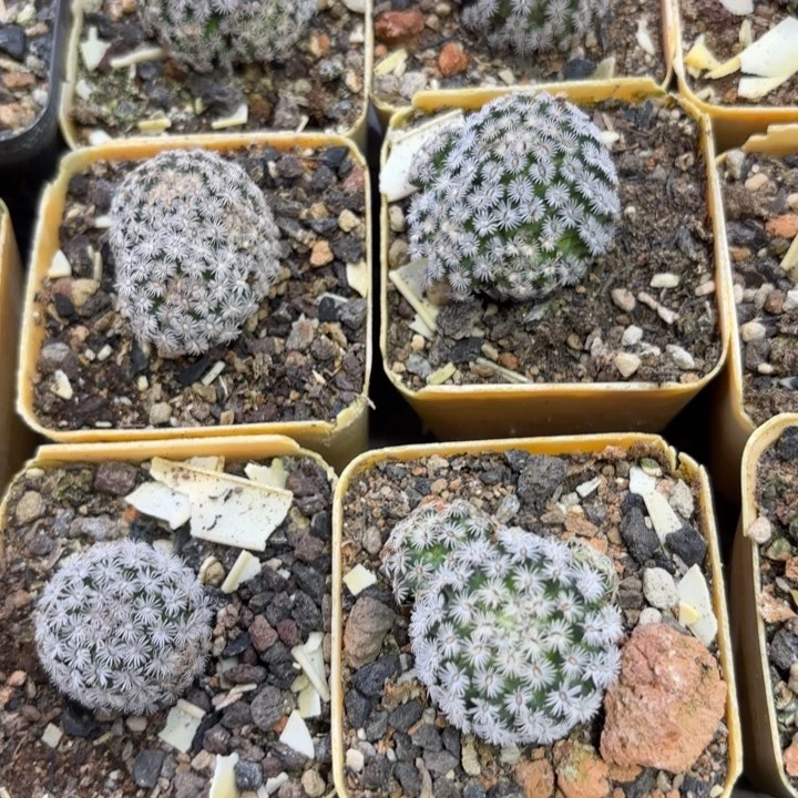 实生萝卜根克氏丸好养皮实