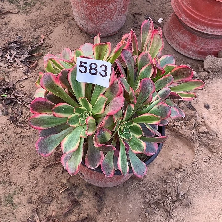 无花朵583美杜莎南